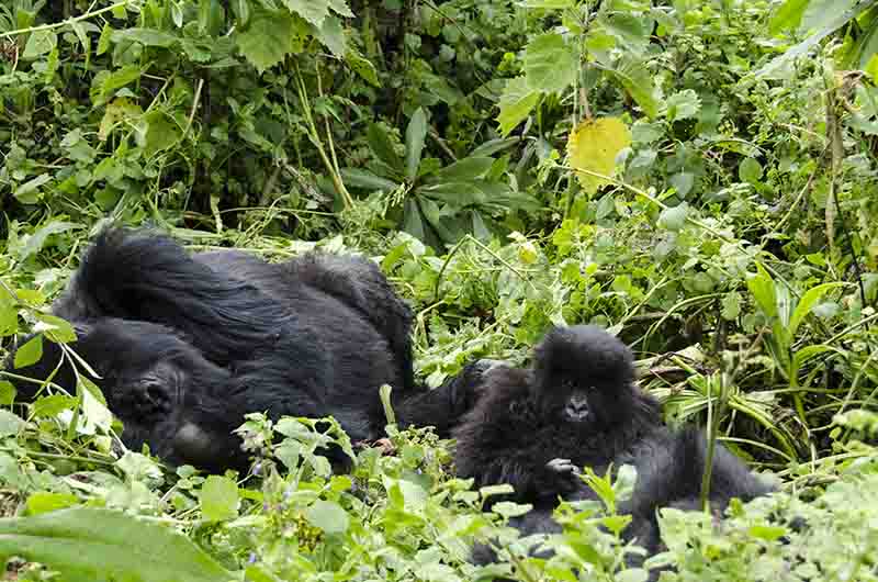 04 - Gorila y crias - selva de Virunga - parque nacional de los volcanes - Ruanda